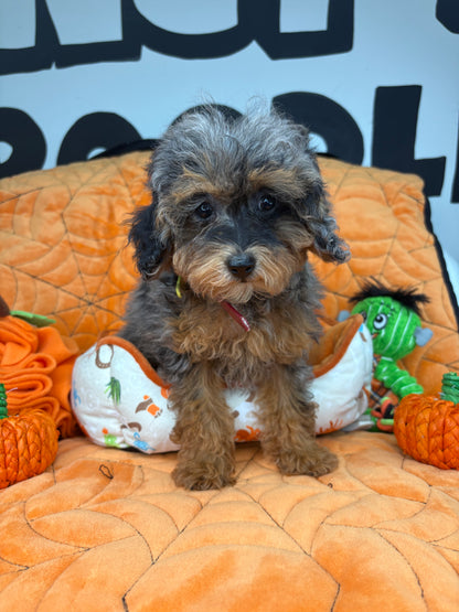 Merle Phantom Female Toy Poodle 🐩 (Deposit Only‼️Please Read The Description Below‼️)
