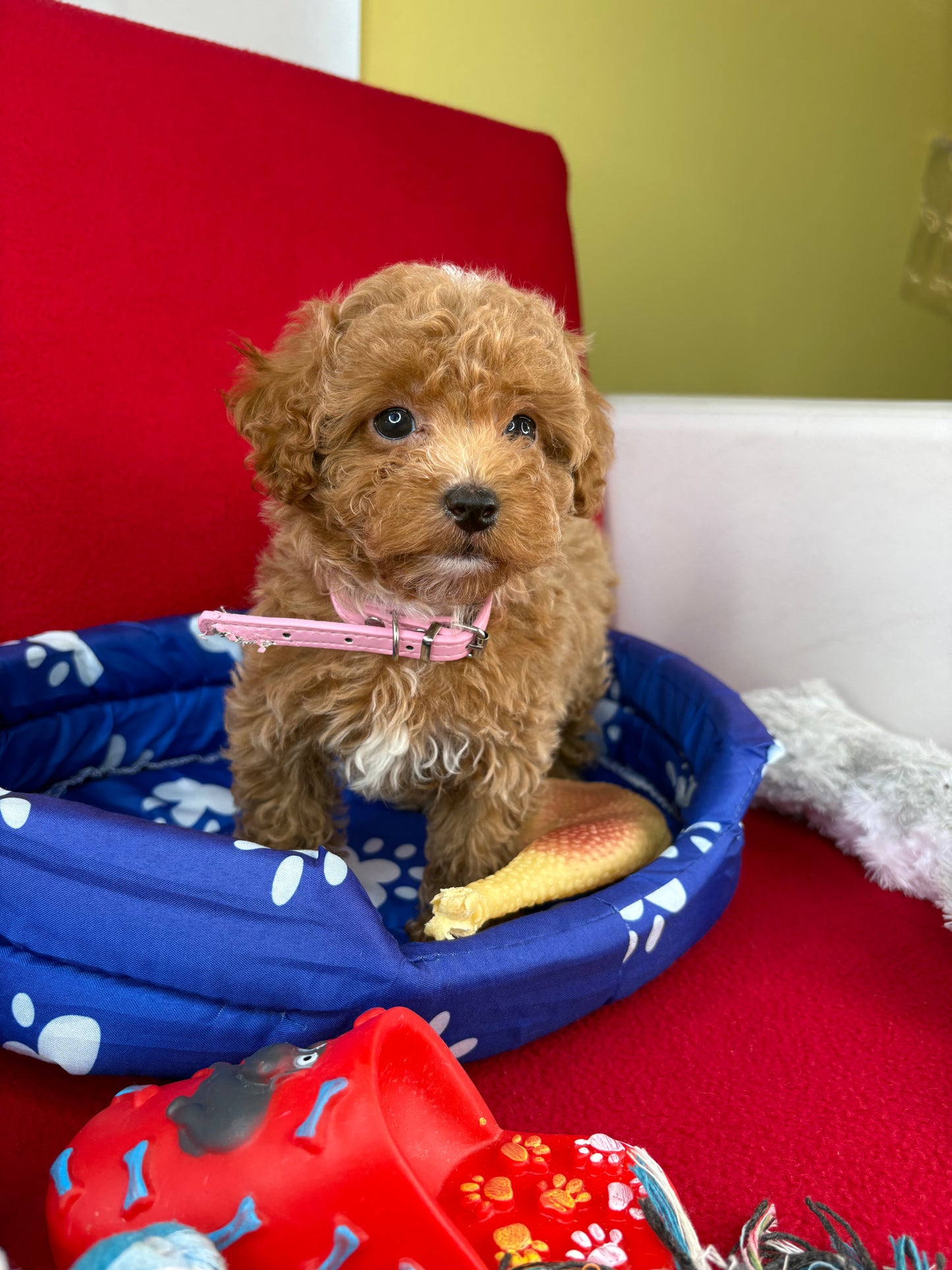 Female Teacup Poodle “Twin 2” (Deposit Only‼️ Please Red The DESCRIPTION Below‼️)