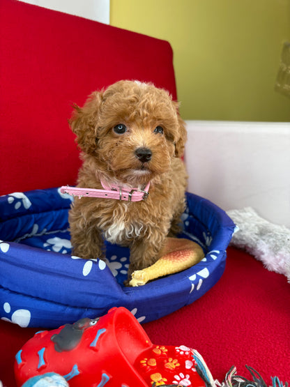 Female Teacup Poodle “Twin 2” (Deposit Only‼️ Please Red The DESCRIPTION Below‼️)