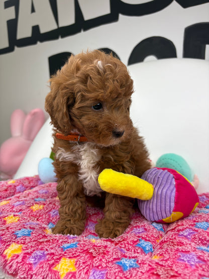 Dark Red And White Female Toy Poodle 🐩 (Deposit Only‼️Please Read The Description Below‼️)