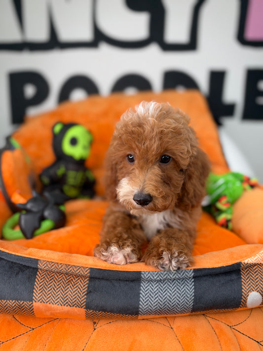 Red And White Male Miniture Poodle (Deposit Only, Please Read The Description Below‼️)
