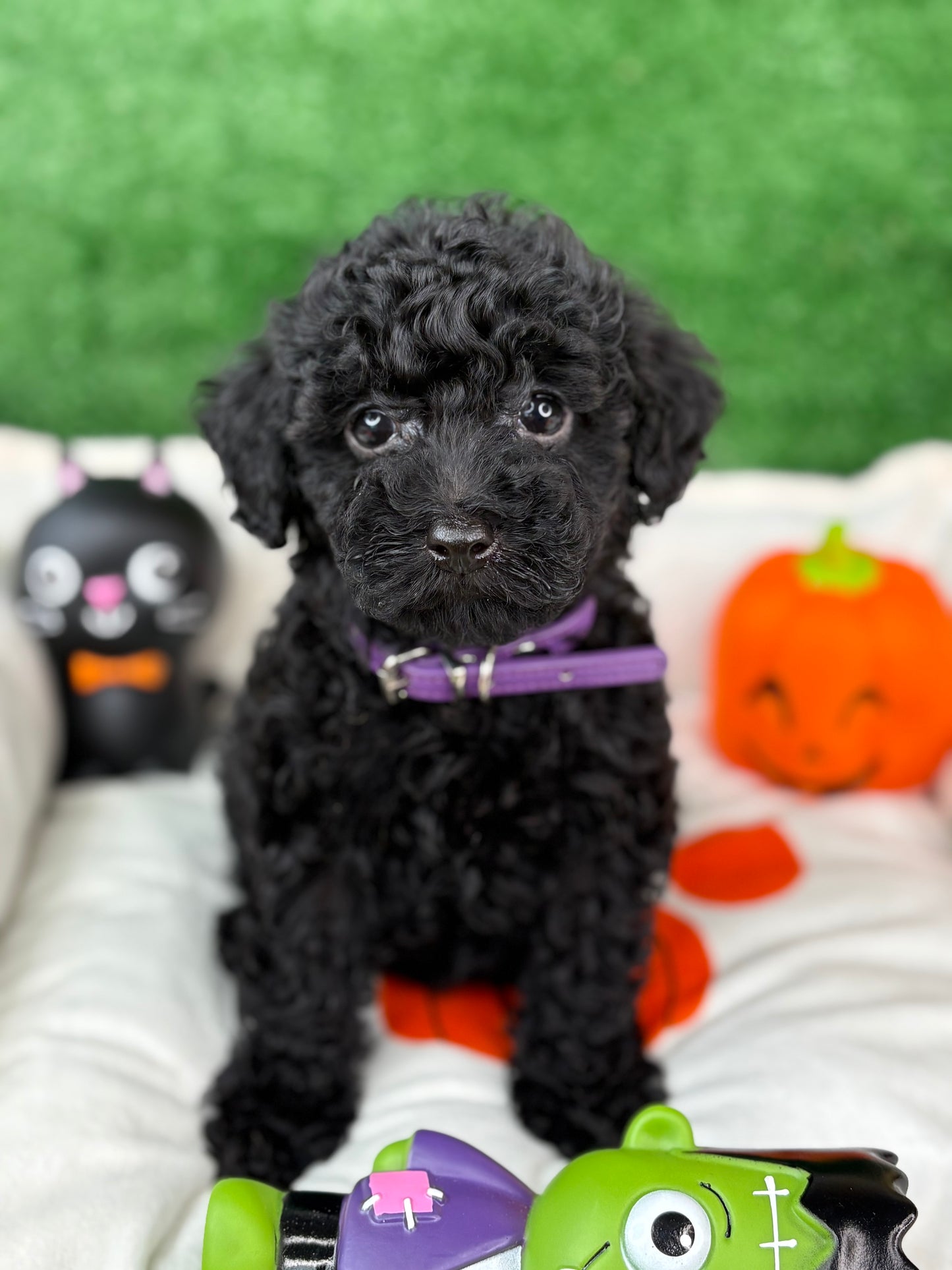 Black Male Toy Poodle 🐩 (Deposit Only ‼️ Please Read The Description Below ‼️)