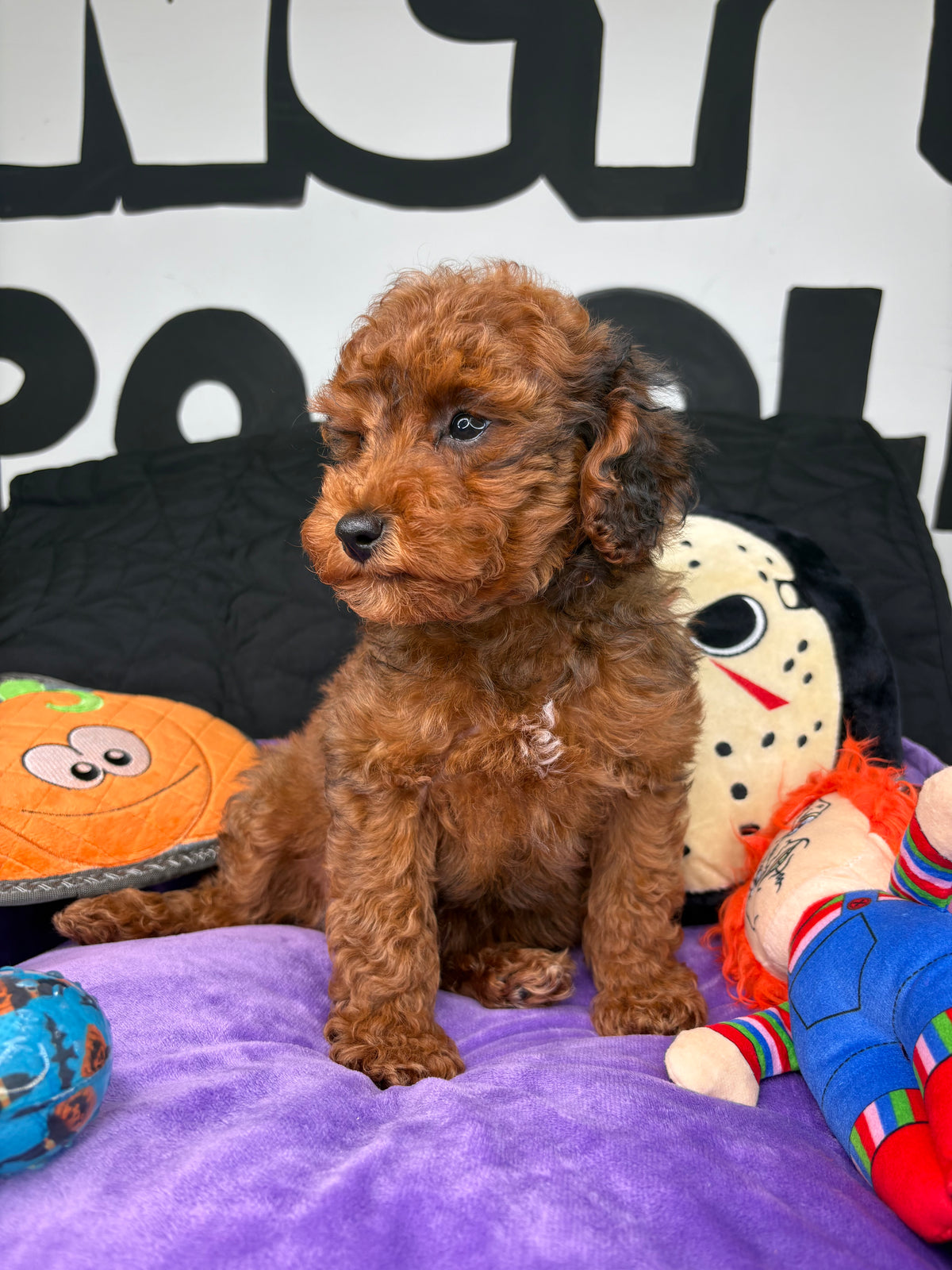 Brindle Male Toy Poodle (Deposit Only ‼️ Please Read DESCRIPTION Below‼️)