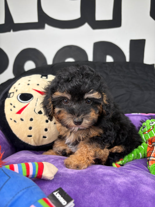 Apricot Phantom Male Teacup Poodle (Deposit Only ‼️ Please Read DESCRIPTION Below‼️)