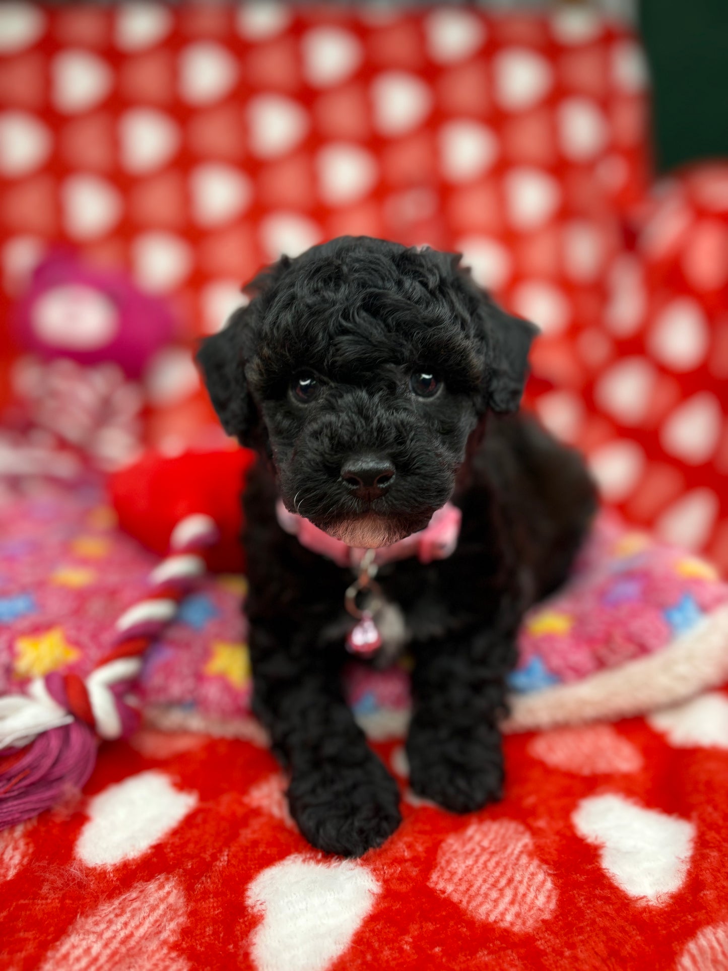 Black Male Teacup Poodle (Deposit Only‼️ Please Read The Description Below‼️)
