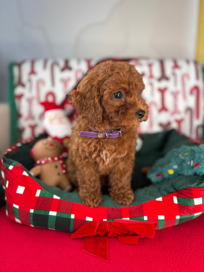 Dark Red Female Toy Poodle 🐩 (Deposit Only‼️Please Read The Description Below‼️)