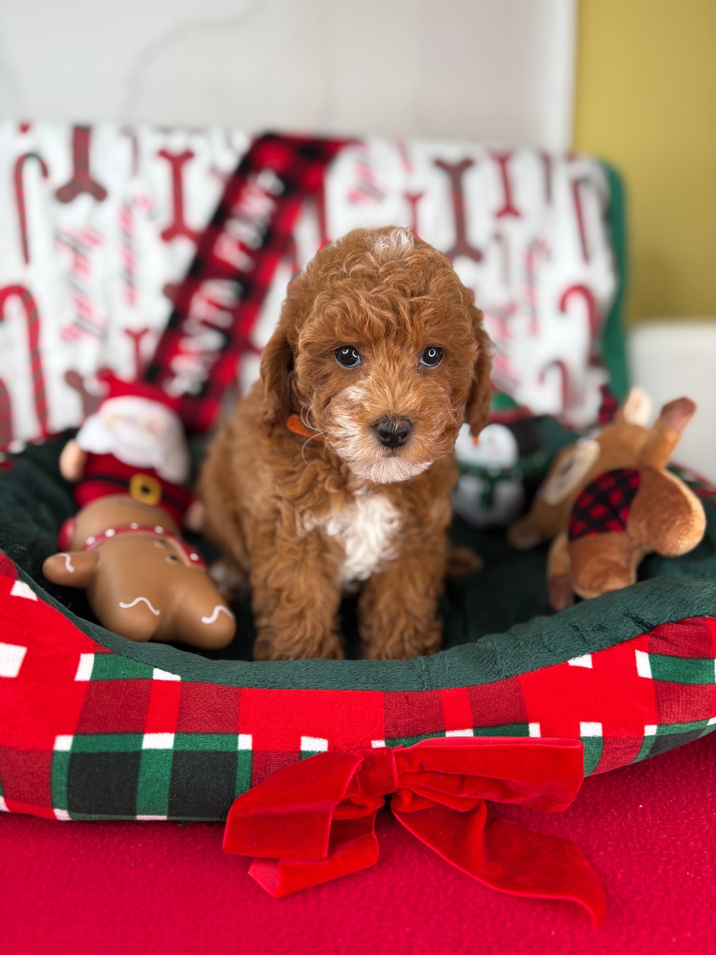 Red Male Toy Poodle (Deposit Only ‼️ Please Read DESCRIPTION Below‼️)