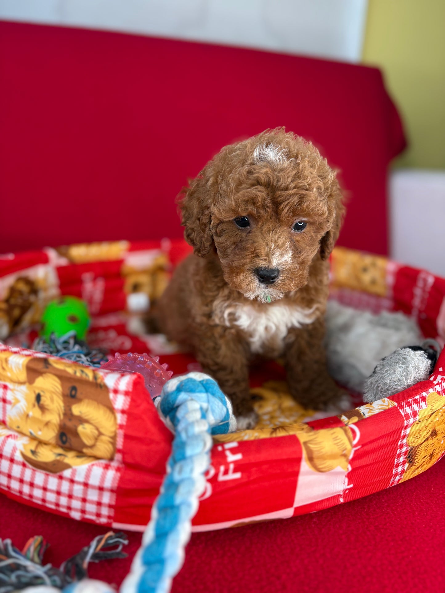 Red Male Toy Poodle (Deposit Only‼️Please Read The Description Below‼️)
