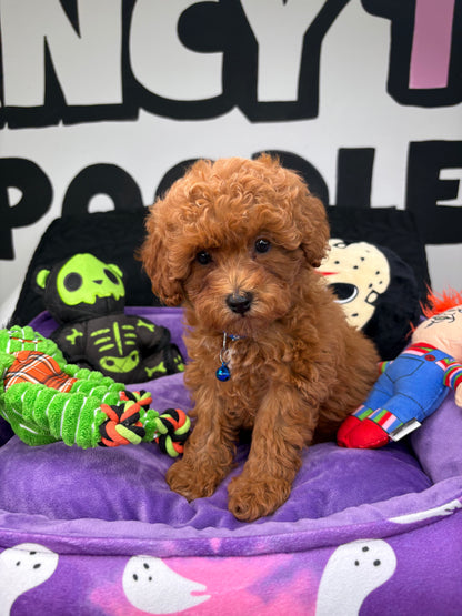 Red Female Toy Poodle ( Deposit Only, Please Read The DESCRIPTION Below‼️)