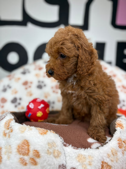 Red Male Toy Poodle 🐩 (Deposit Only ‼️ Please Read The Description Below ‼️)