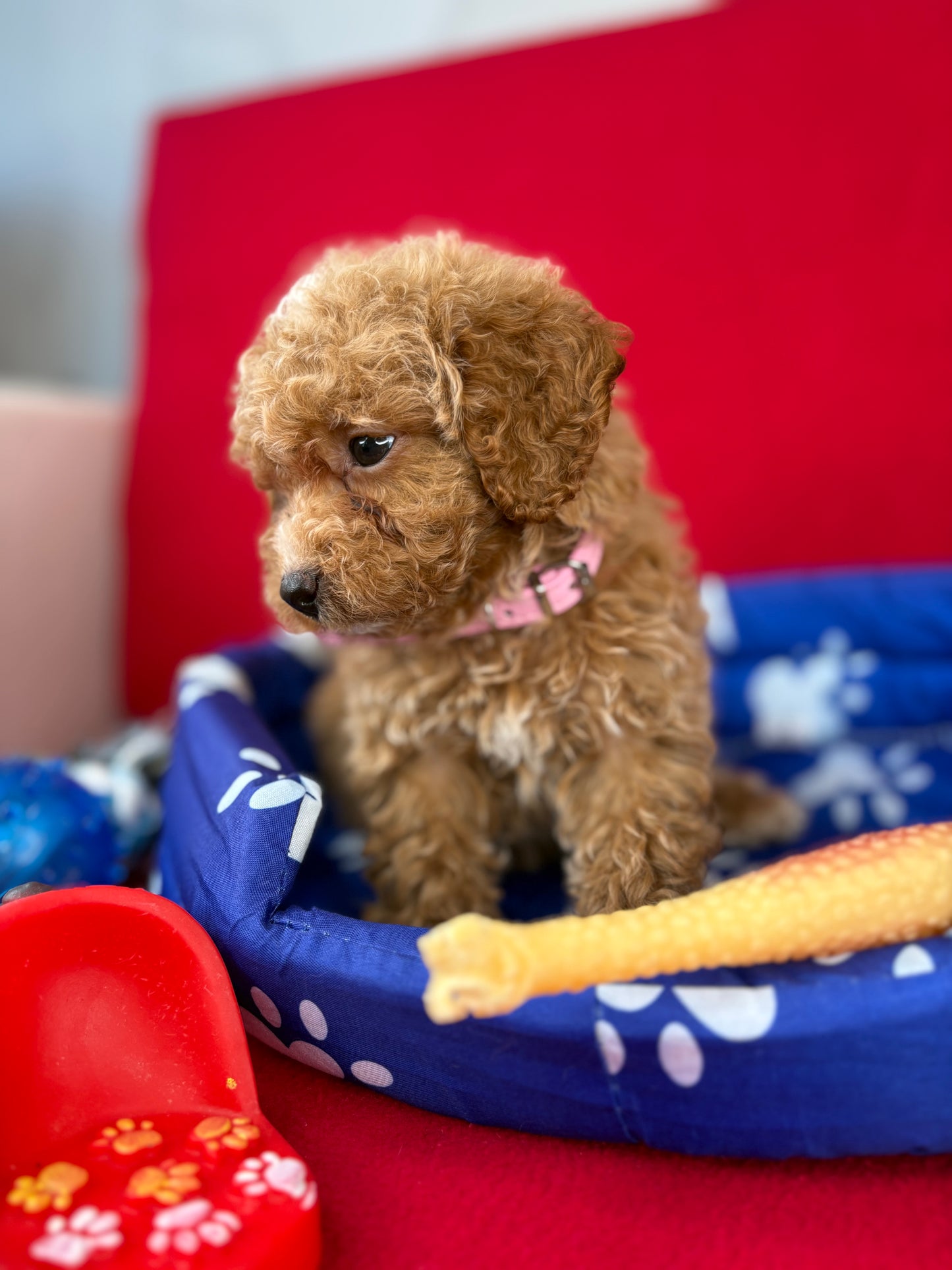 Female Teacup Poodle “Twin 1” ‼️(Deposit Only, Please Read The Description Below‼️)