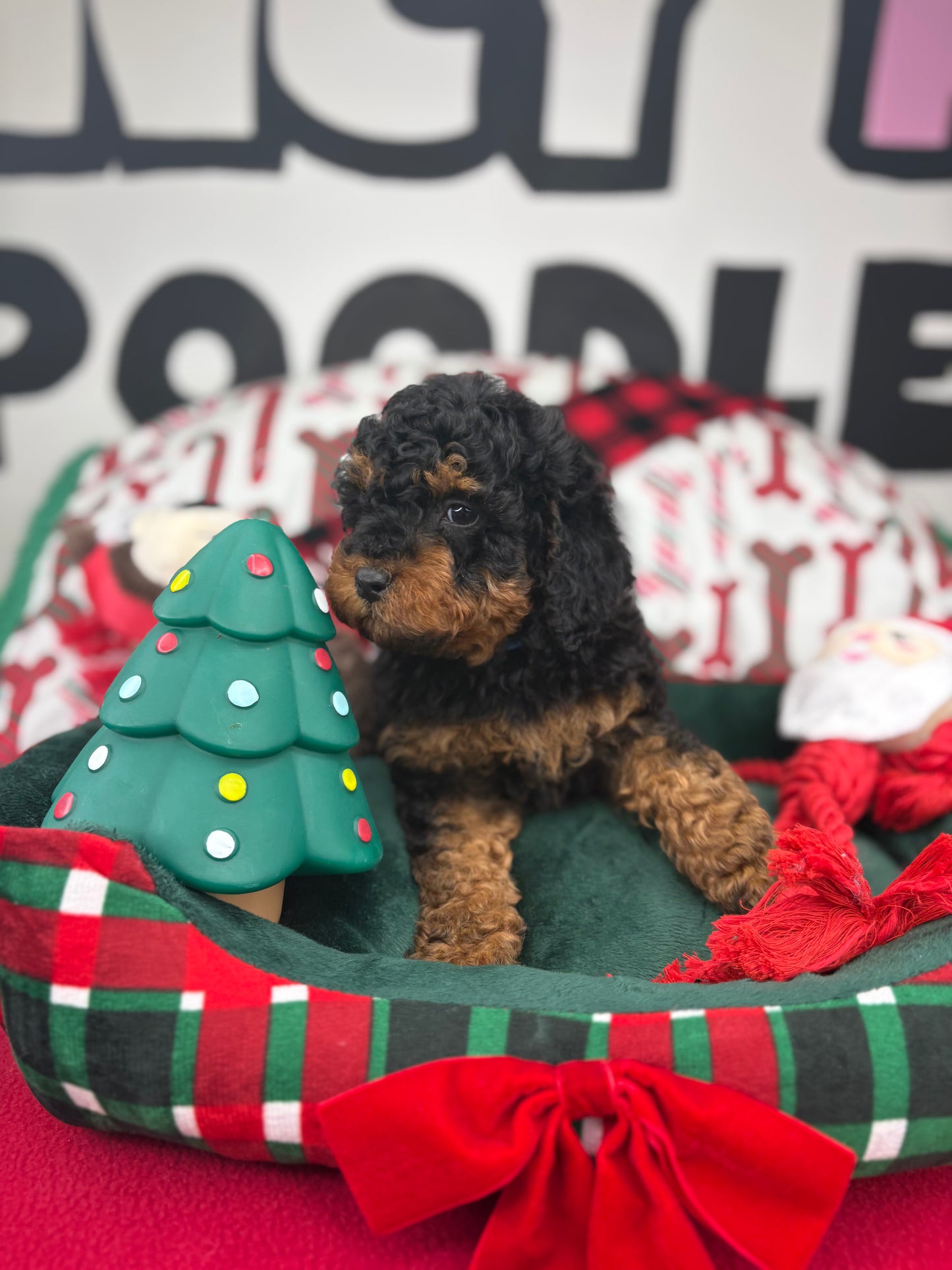 Red Phantom Male Toy Poodle 🐩 (Deposit Only‼️Please Read The Description Below‼️)