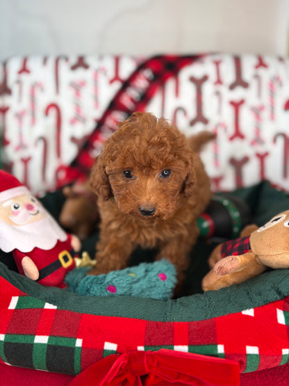 Dark Red Male Toy Poodle (Deposit Only, Please Read The Description Below‼️)