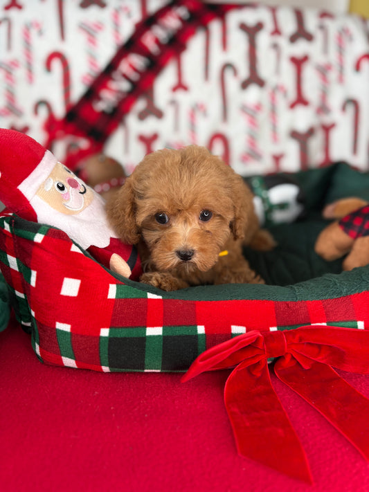 Apricot Female Teacup Poodle ‼️(Deposit Only ‼️ Please Read The Description Below ‼️)