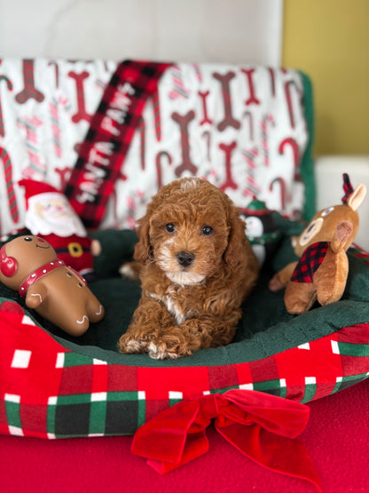 Red Male Toy Poodle (Deposit Only ‼️ Please Read DESCRIPTION Below‼️)