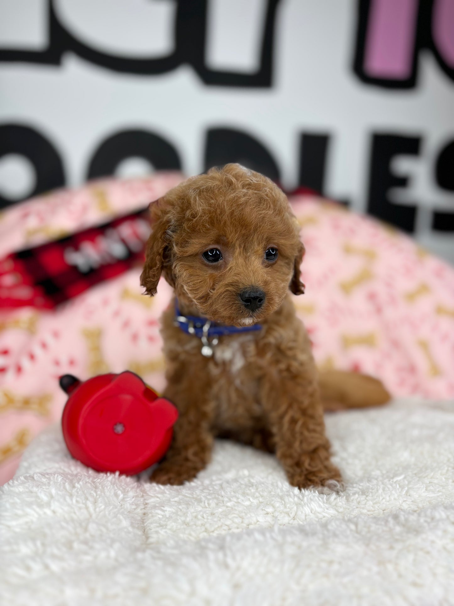 Red Male Toy Poodle 🐩 (Deposit Only‼️Please Read The Description Below‼️)