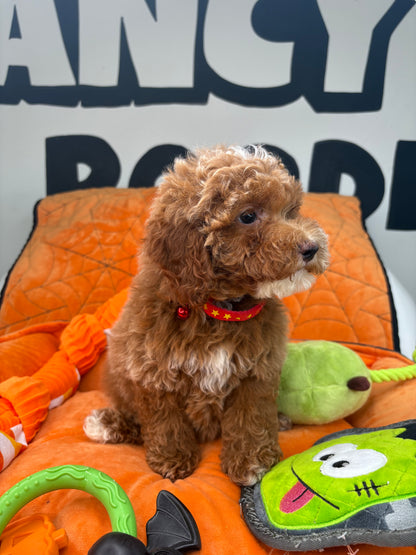 Dark Red And White Female Miniture Poodle (Deposit Only, Please Read The Description Below‼️)