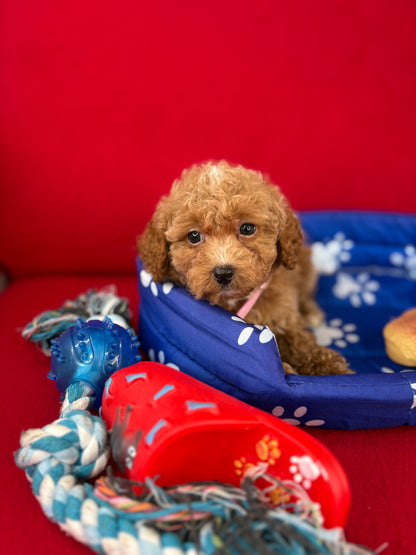 Female Teacup Poodle “Twin 1” ‼️(Deposit Only, Please Read The Description Below‼️)
