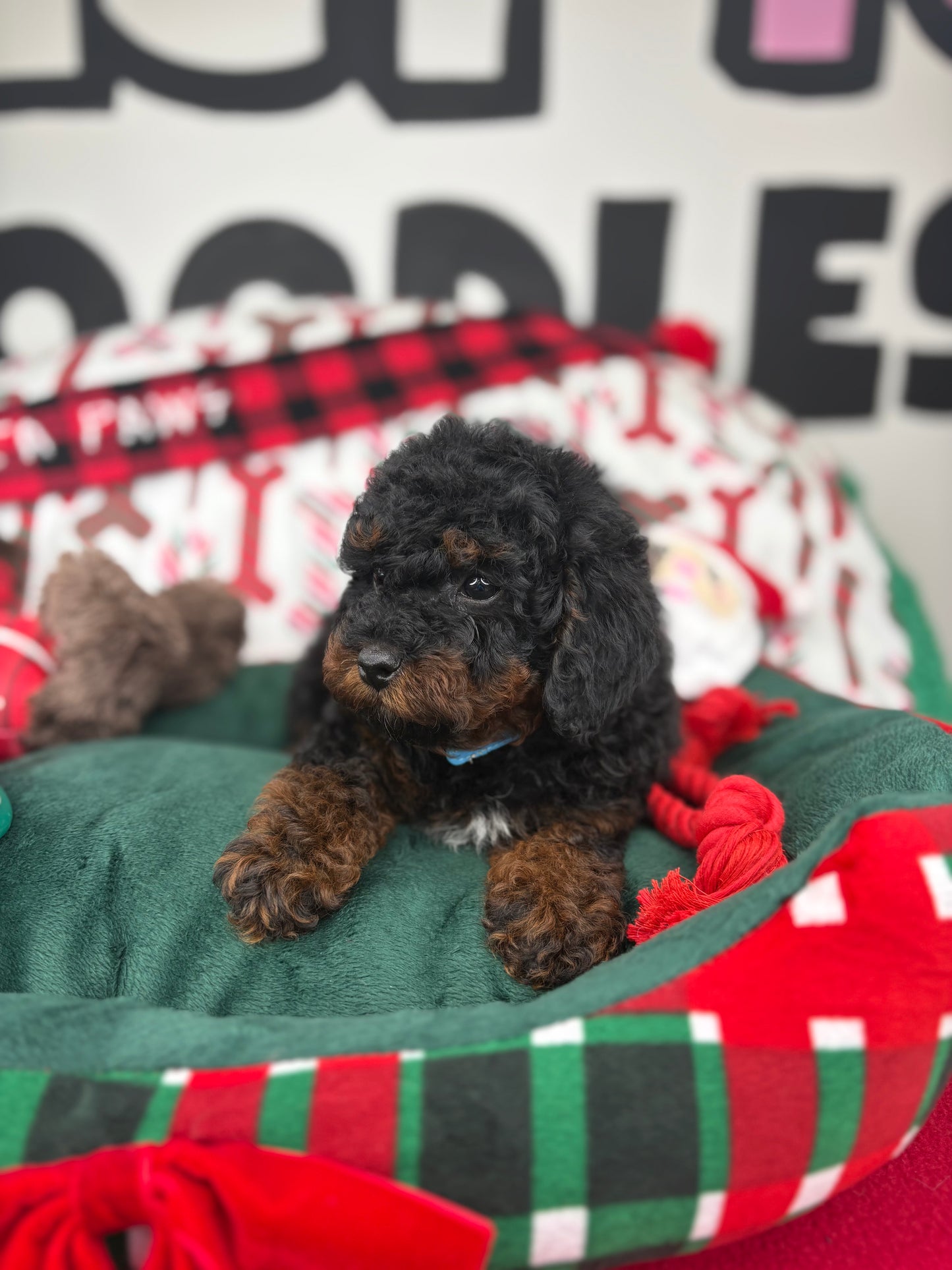 Red Phantom Male Toy Poodle (Deposit Only‼️Please Read The Description Below‼️)