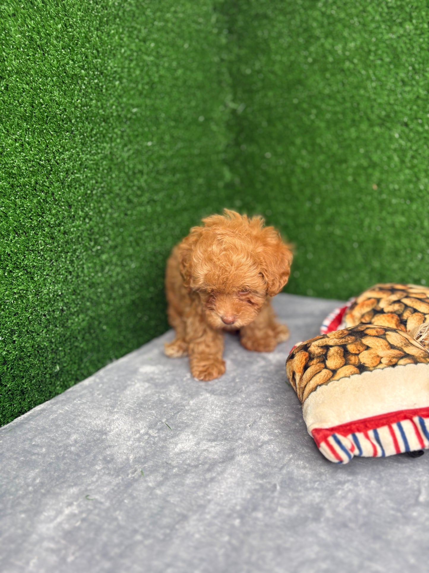 Royal The Apricot Micro Poodle 🐩 (Deposit Only ‼️Please Read The Description Below‼️)