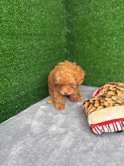Royal The Apricot Micro Poodle 🐩 (Deposit Only ‼️Please Read The Description Below‼️)
