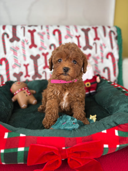 Red Female Teacup Poodle 🍫(Deposit Only‼️Please Read The Description Below‼️)