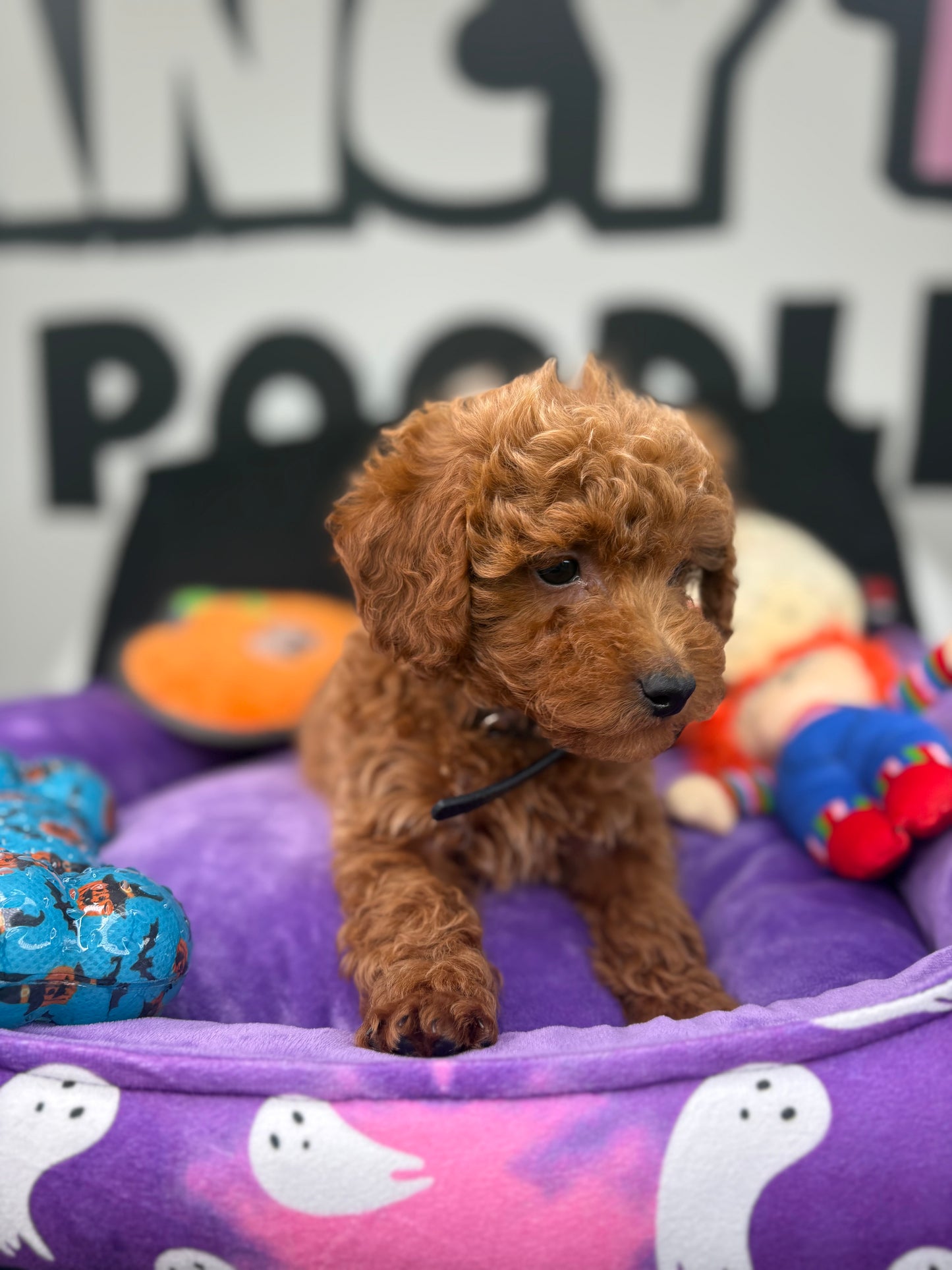 Red Male Teacup Poodle 🐩(Deposit Only ‼️ Please Read The DESCRIPTION Below‼️)