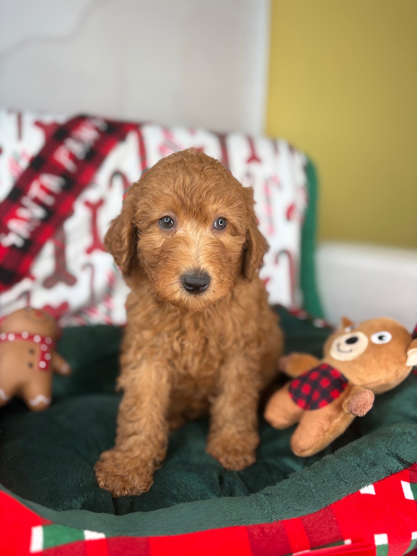 Red Male Miniature Poodle PROMOTION Pup (Deposit Only ‼️Please Read The DESCRIPTION Below‼️)