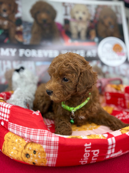 Dark Red Male Toy Poodle ‼️(Deposit Only ‼️ Please Read The Description Below ‼️)