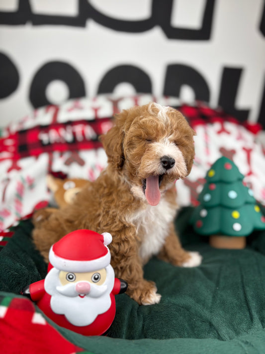 Red Female Toy Poodle 🐩 (Deposit Only‼️Please Read The Description Below‼️)