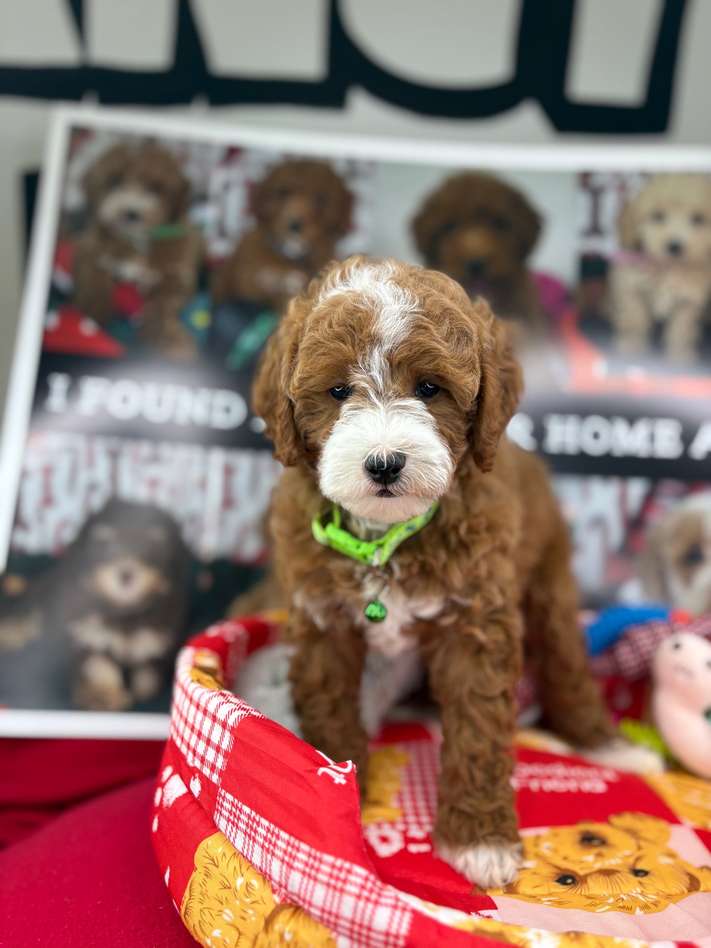 Frosty The Red And White Male Toy Poodle 🐩 (Deposit Only‼️Please Read The Description Below‼️)