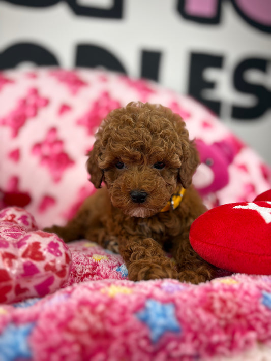 Red Male Teacup Poodle (Deposit Only‼️Please Read The Description Below‼️)