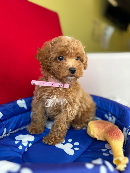 Female Teacup Poodle “Twin 2” (Deposit Only‼️ Please Red The DESCRIPTION Below‼️)