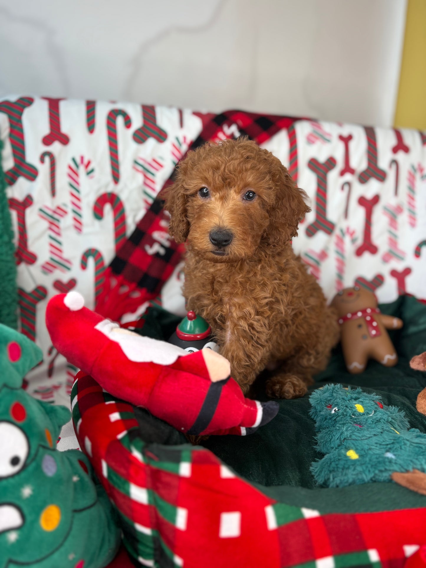 Red Male Miniature Poodle (Deposit Only ‼️ Please Read The DESCRIPTION Below‼️)