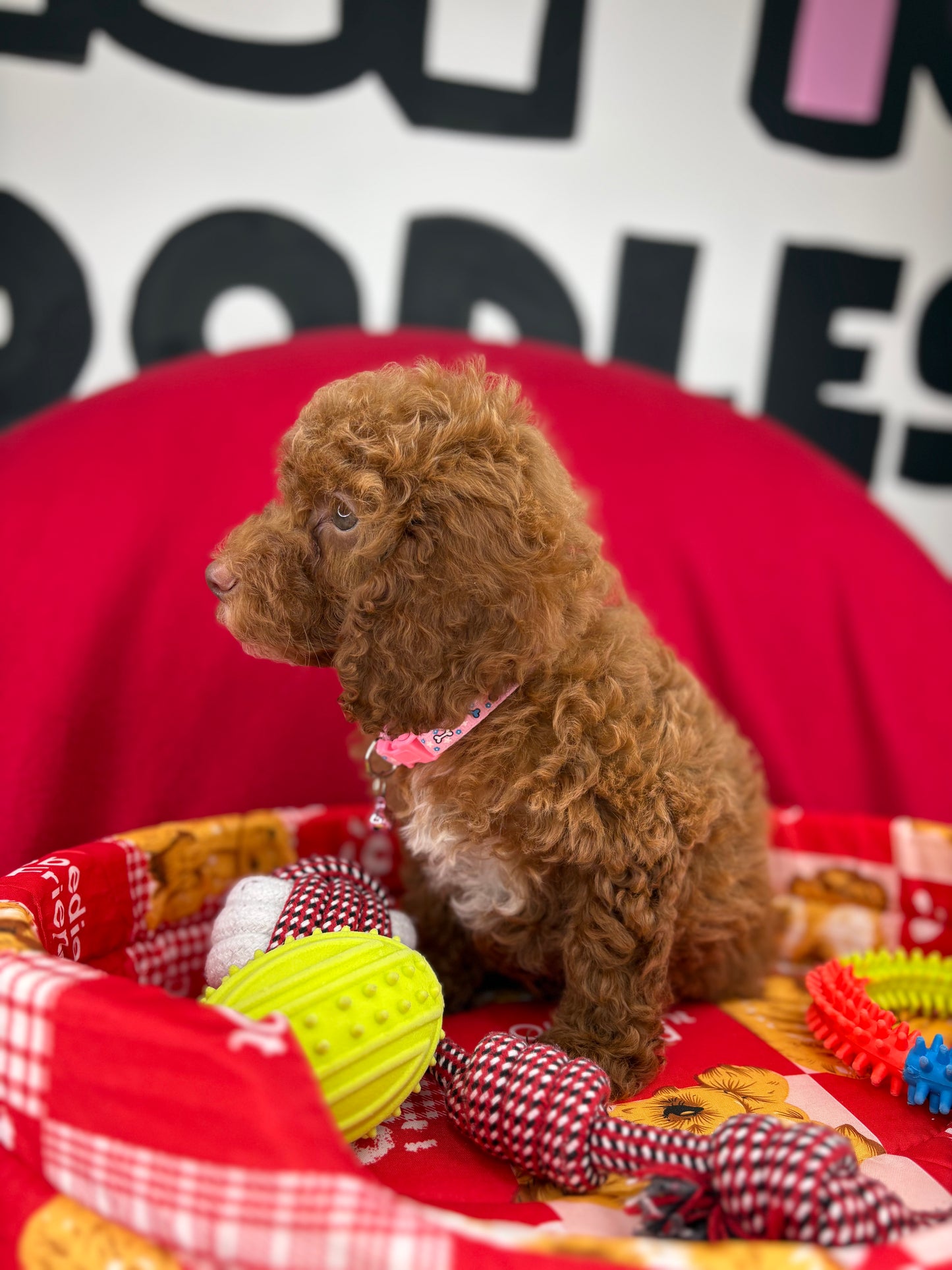Red Female Miniture Poodle (Deposit Only, Please Read The Description Below‼️)