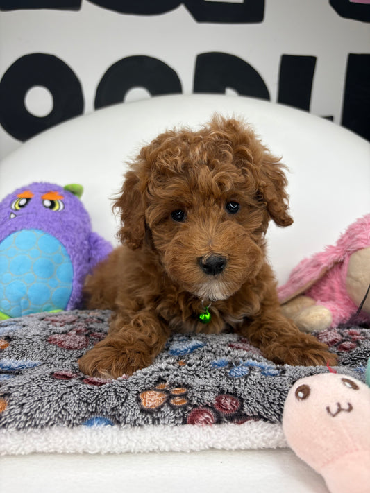 Apricot Female Miniature Poodle (Deposit Only ‼️ Please Read DESCRIPTION Below‼️)