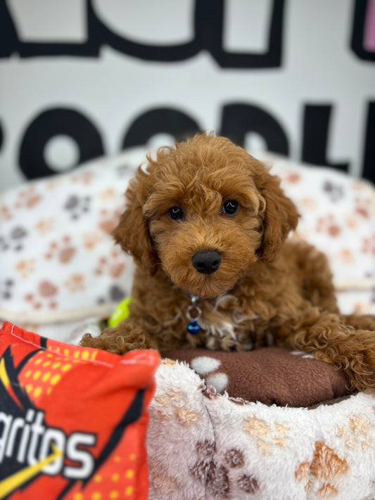 Red Male Miniature Poodle ( Deposit Only, Please Read The DESCRIPTION Below‼️)