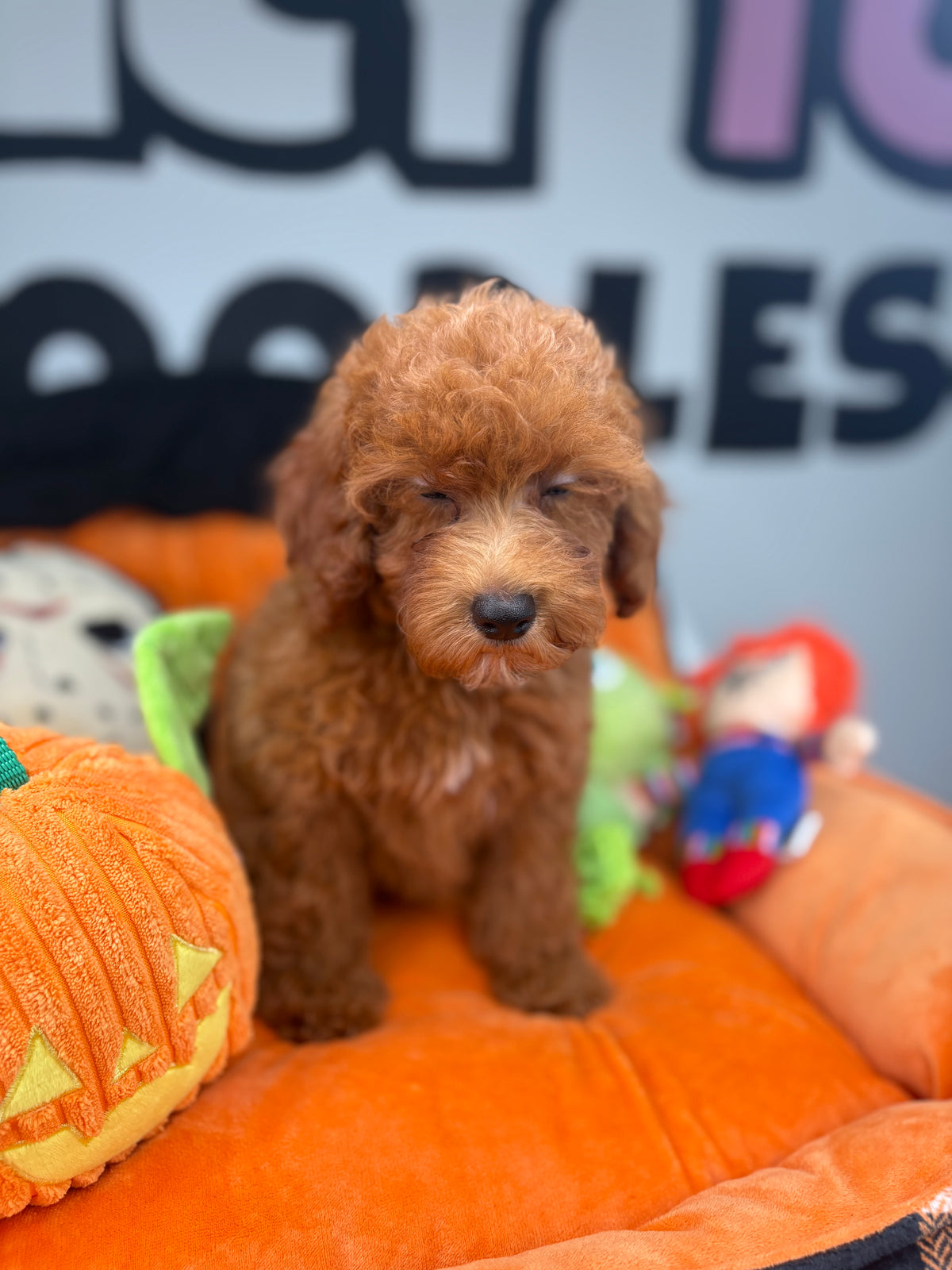 Apricot Male Toy Poodle 🐩 (Deposit Only‼️Please Read The Description Below‼️)