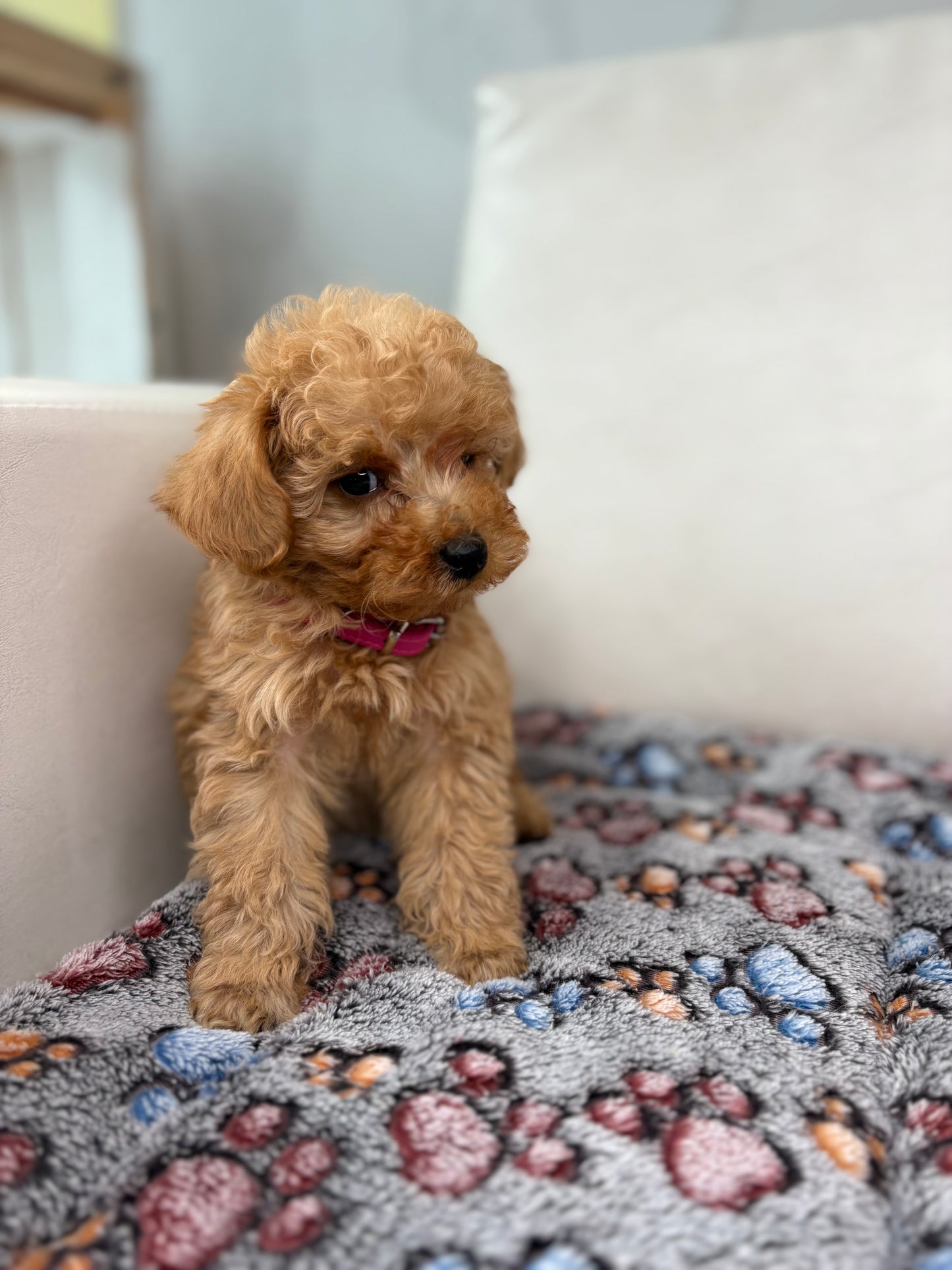 Tiny Toy Male Poodle (Deposit Only ‼️ Please Read DESCRIPTION Below‼️)