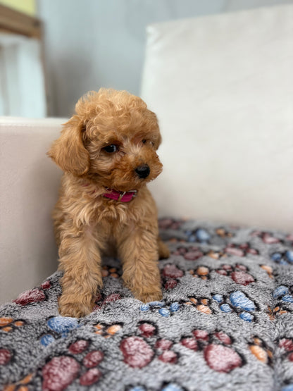 Tiny Toy Male Poodle (Deposit Only ‼️ Please Read DESCRIPTION Below‼️)