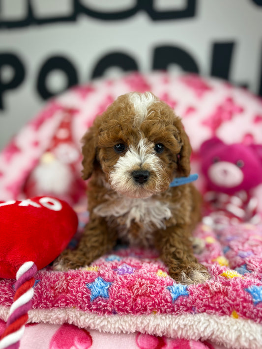 “ Cali “ The Red Male Teacup Poodle ‼️(Deposit Only ‼️ Please Read The Description Below ‼️)