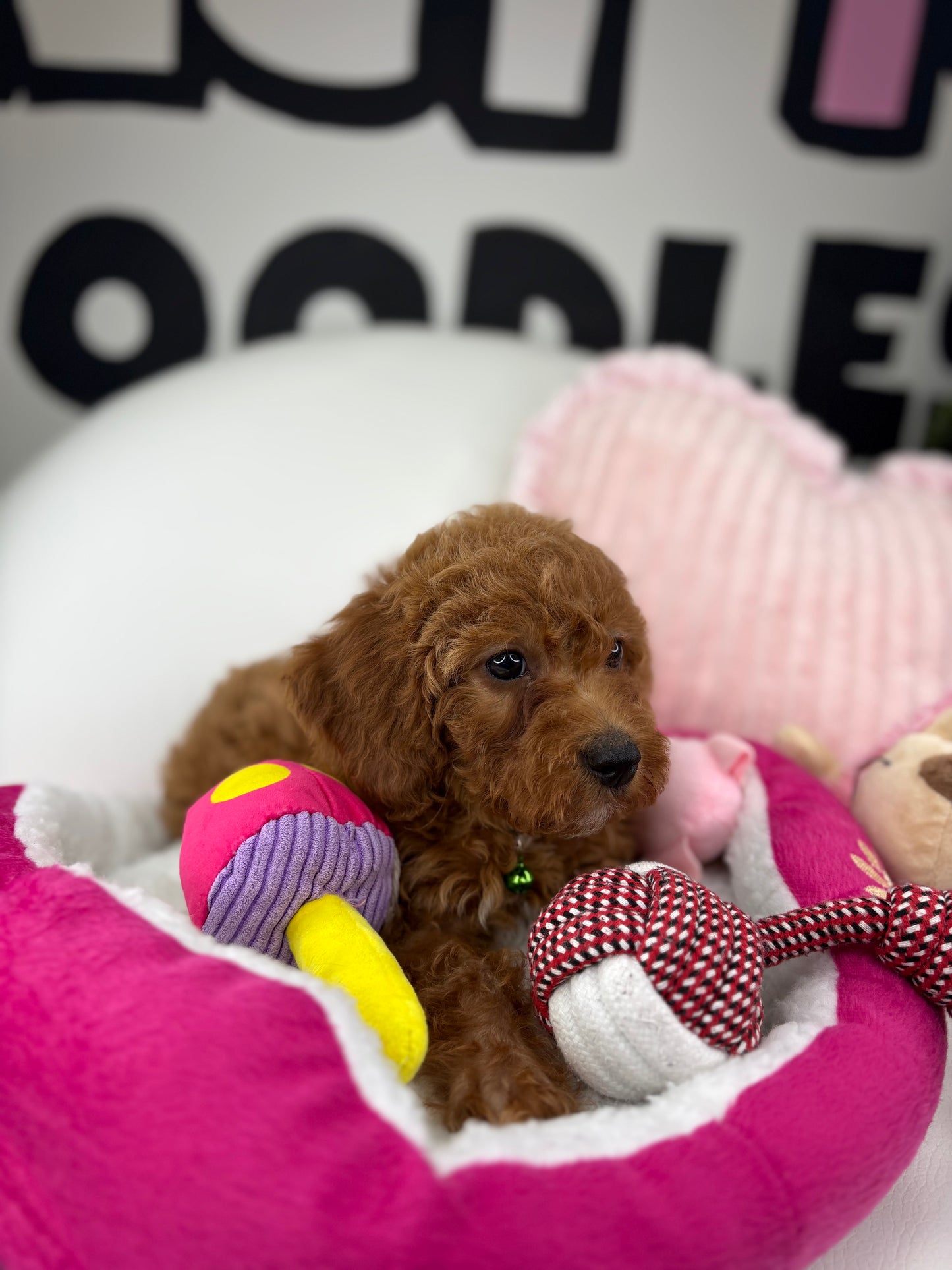 Red Male Miniature Poodle ( Deposit Only, Please Read The DESCRIPTION Below‼️)
