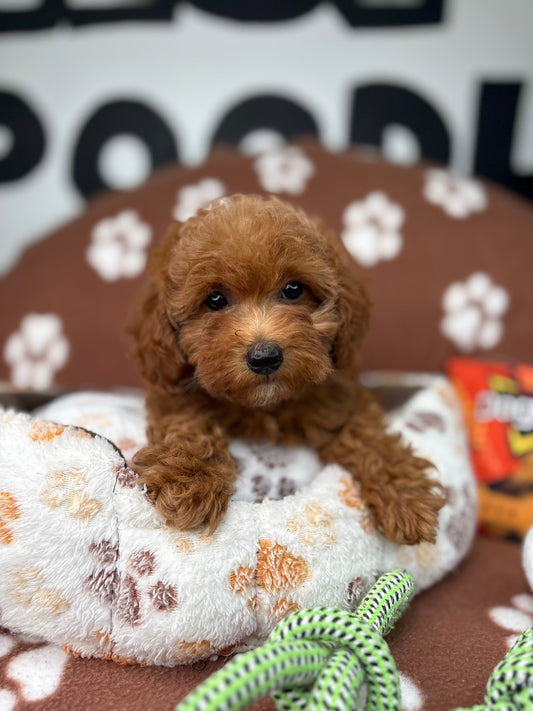 Red Female Toy Poodle ( Deposit Only, Please Read The DESCRIPTION Below‼️)