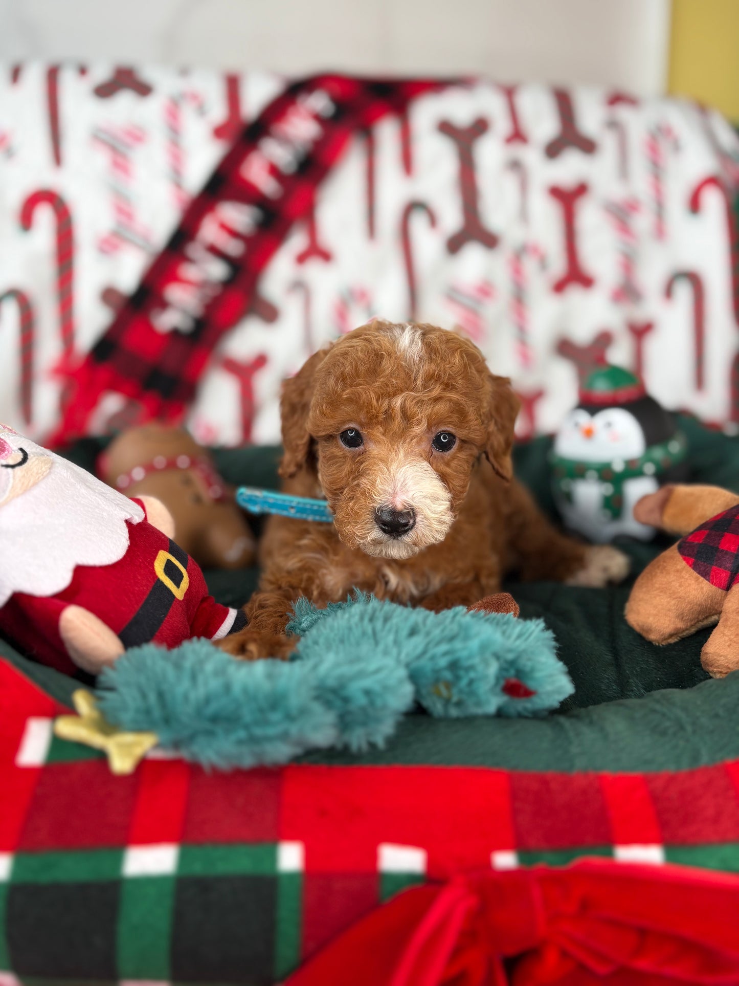 Red And White Male Teacup Poodle (Deposit Only‼️ Please Read The Description Below‼️)