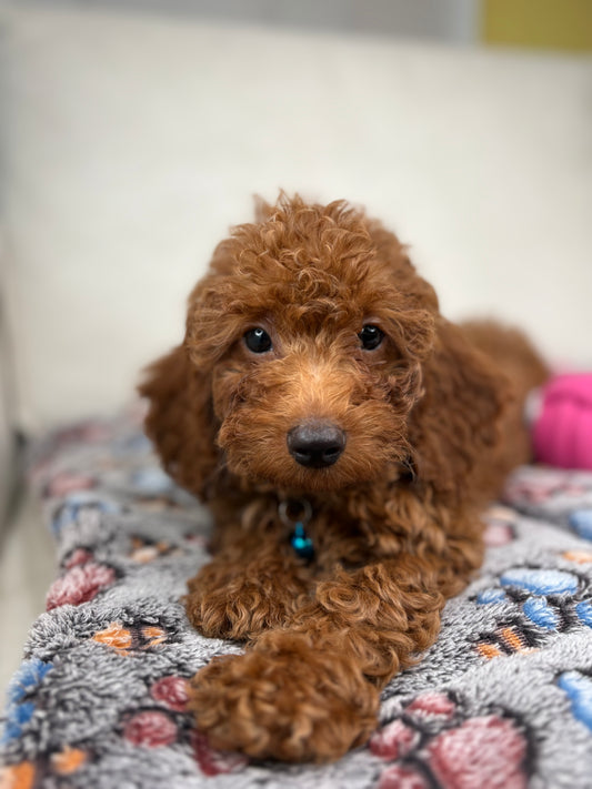 Red Female Miniature Poodle PROMOTION Pup (Deposit Only ‼️Please Read The DESCRIPTION Below‼️)