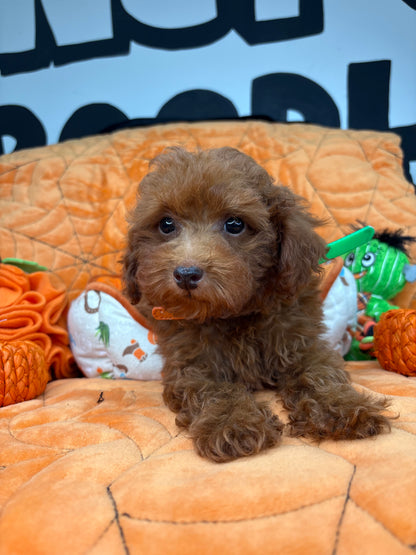 Apricot Male Toy Poodle (Deposit Only ‼️ Please Read DESCRIPTION Below‼️)