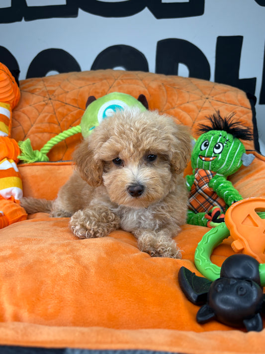 Apricot And White Male Toy Poodle (Deposit Only‼️Please Read The Description Below‼️)