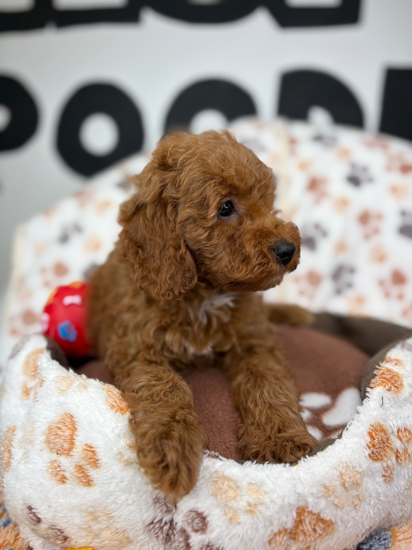 Red Male Toy Poodle 🐩 (Deposit Only ‼️ Please Read The Description Below ‼️)