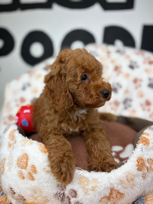 Red Male Toy Poodle 🐩 (Deposit Only ‼️ Please Read The Description Below ‼️)