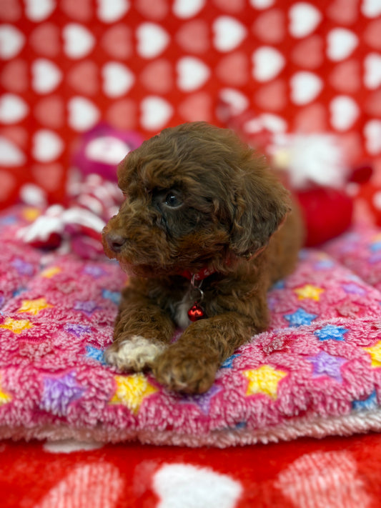 Brindle Female Toy Poodle 🐩 (Deposit Only‼️Please Read The Description Below‼️)